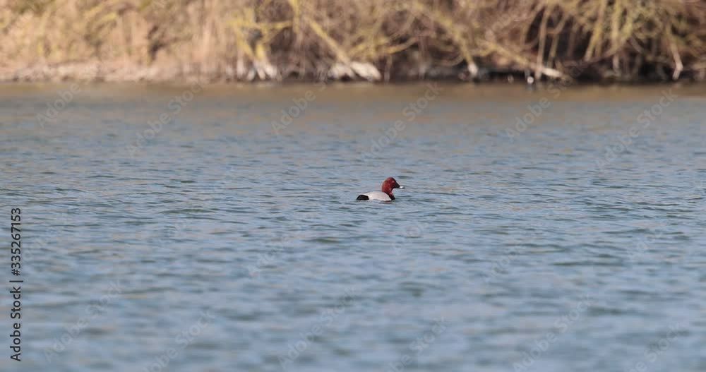 fuligule milouin se nettoyant sur l'eau