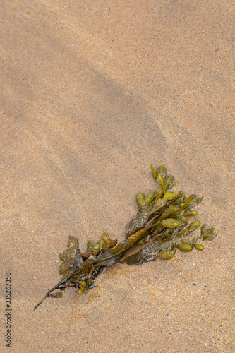 Angespülte Algen am Strand – Portrush, Country Antrim, Nordirland