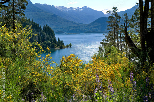 Blühender Ginster auf der Isla Victoria im Nationalpark Nahuel Huapi, Patagonien, Argentinien photo