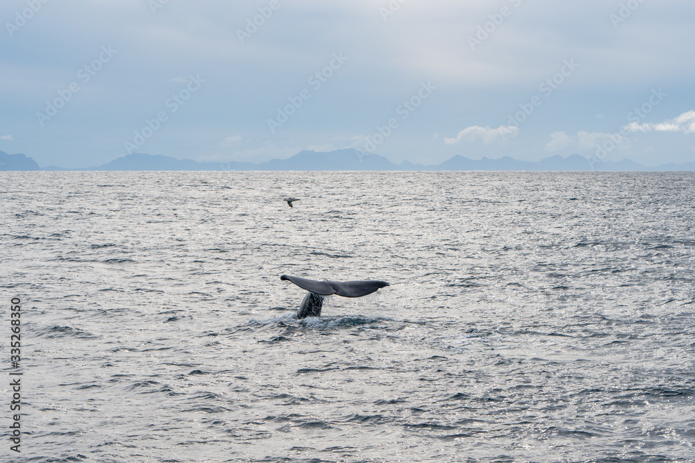 Fototapeta premium , - september 2019