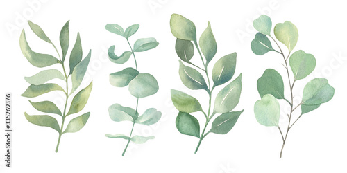 Watercolor floral illustration collection - green leaf set  for wedding stationary  wallpapers  greetings   background. Watercolor  Eucalyptus  olive  green leaves. 