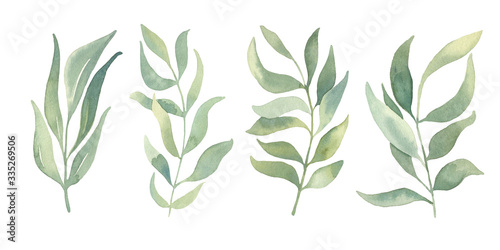 Watercolor floral illustration collection - green leaf set  for wedding stationary  wallpapers  greetings   background. Watercolor  Eucalyptus  olive  green leaves. 