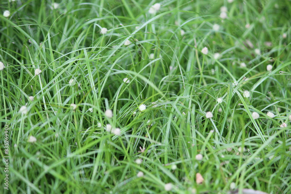 green grass background green grass background