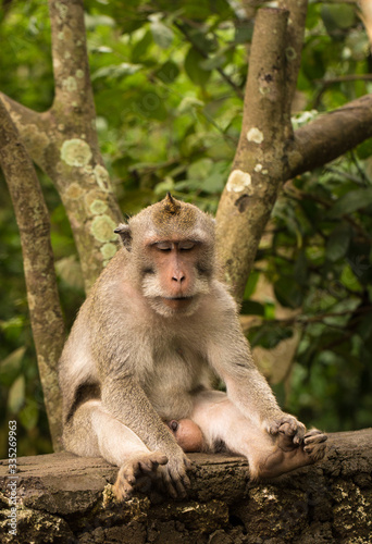 monkey sitting on a log in the jungle © YULIIA