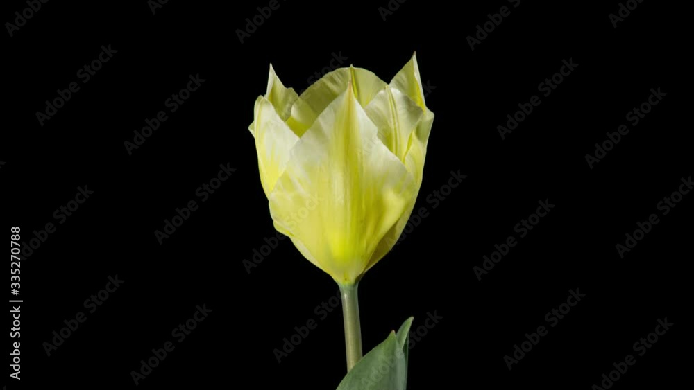 time lapse of yellow tulips on black background
time lapse of yellow tulips on black background