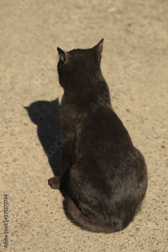 Photography Wild cats sitting on ground