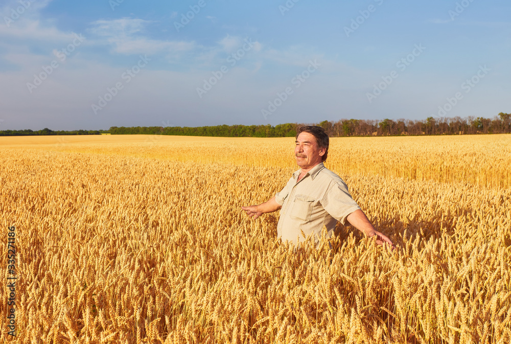 Satisfied mature farmer touching with care his ripe wheat field Satisfied mature farmer touching with care his ripe wheat field