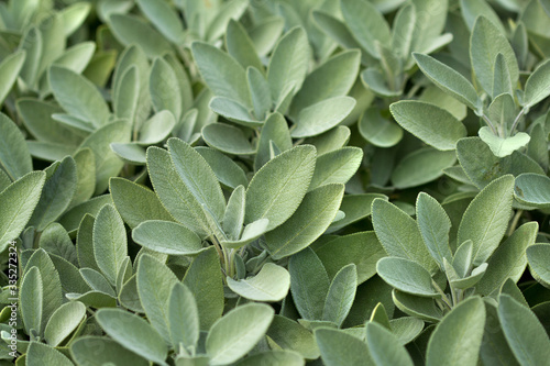 Spice plant: sage, (salvia officinalis), in vegetable garden