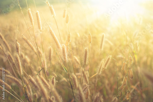 glass flower , Wheat field at sunrise