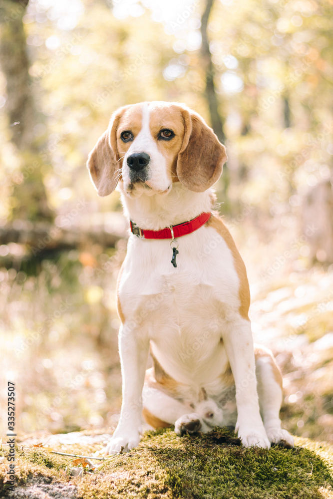 Tricolor Beagle dog with a red collar, sitting attentively, on a rock, surrounded by a forest of oaks in autumn