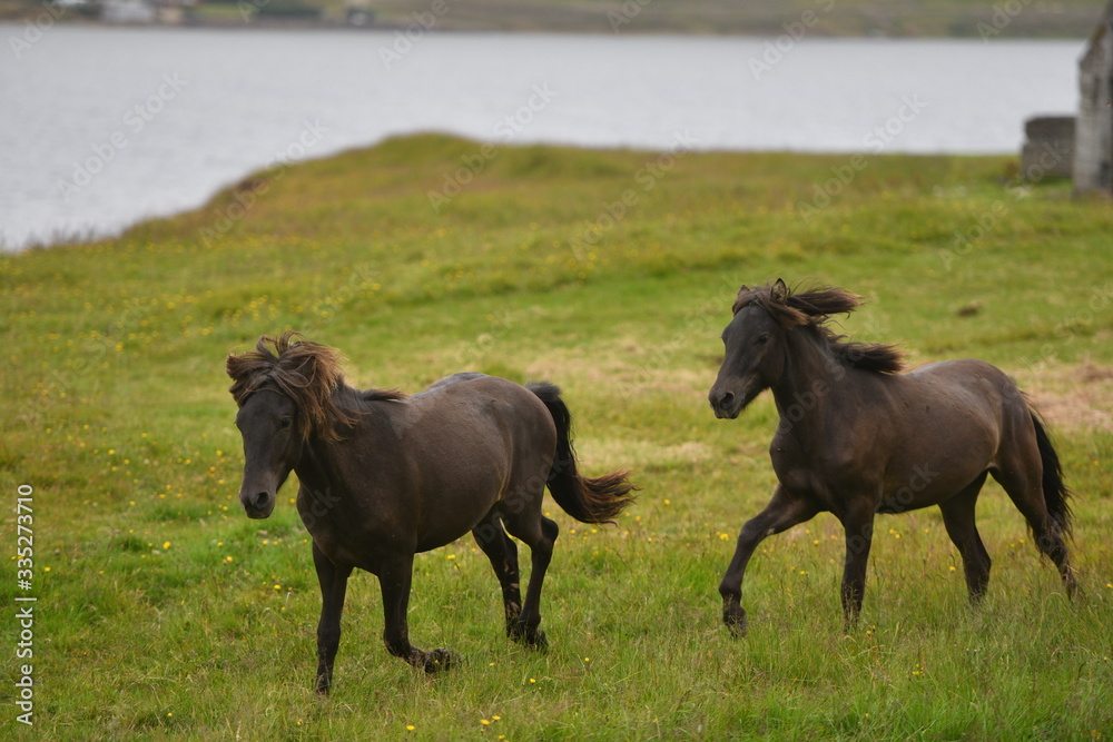 horses in the field horses in the field