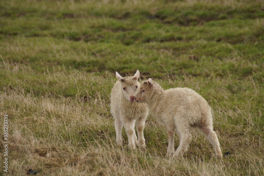Kissing Lambs