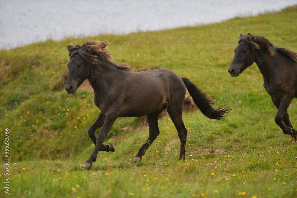 horses in the field