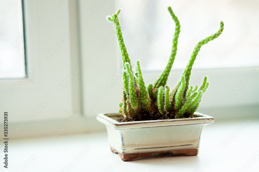 Cactus (succulent) Cactus (succulent)