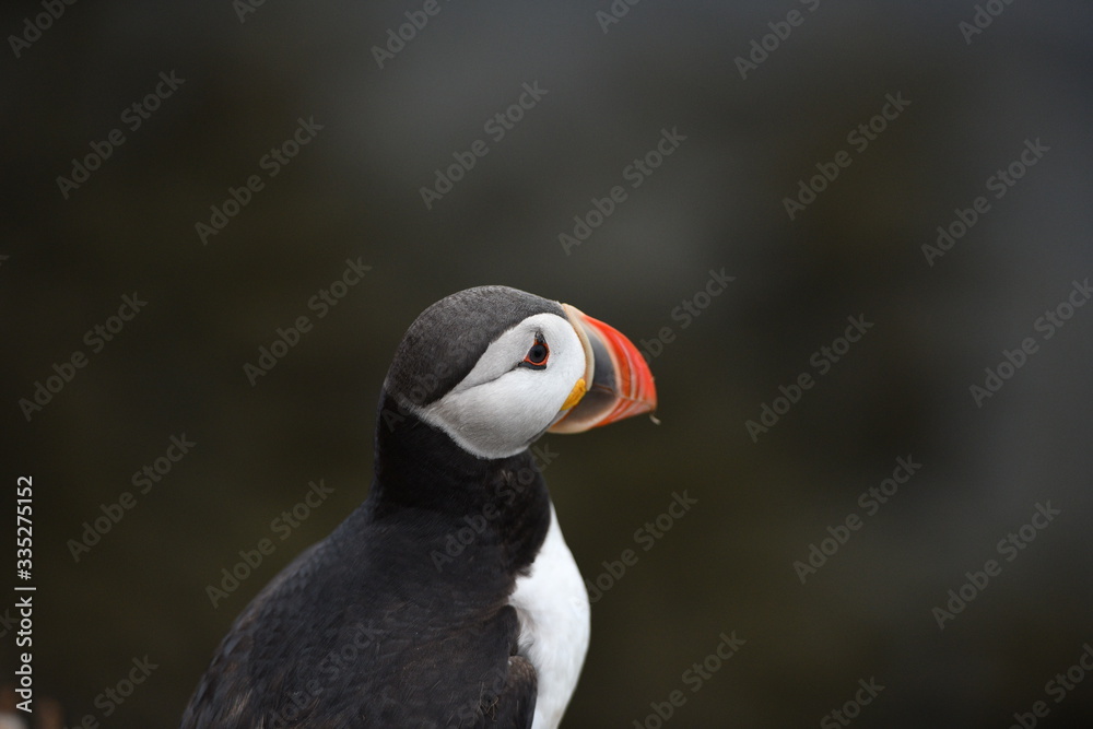 Obraz premium atlantic puffin or common puffin