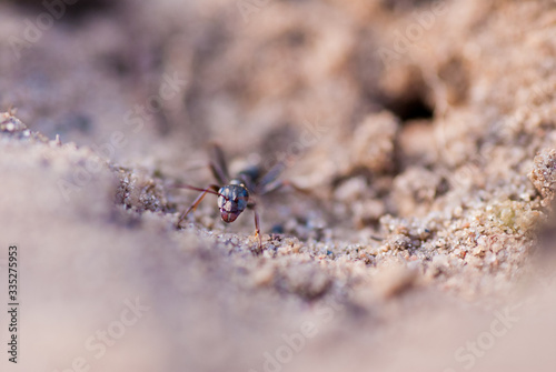 Mrówka na piachu