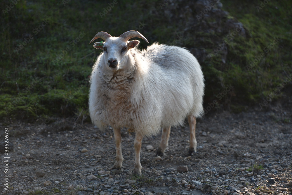 Naklejka premium sheep in a pasture