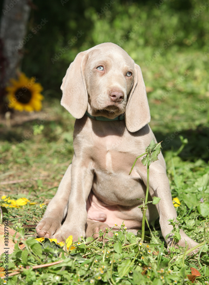 Beautiful puppy of Weimaraner Vorsterhund