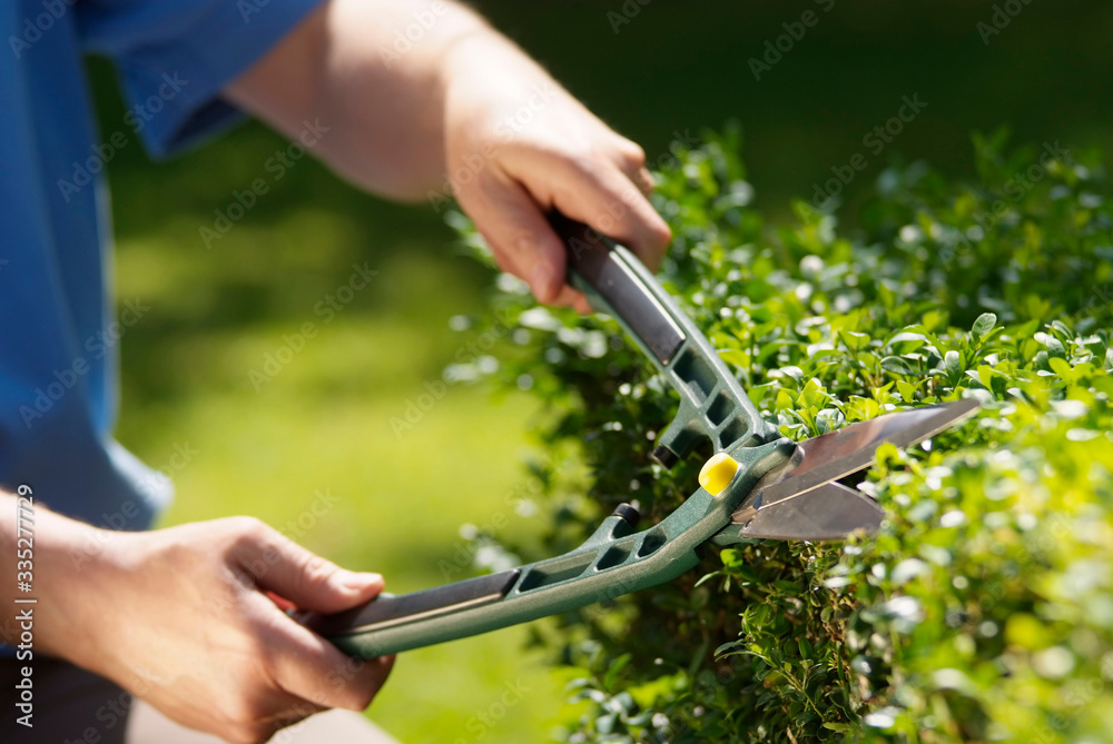 Trimming hedge with shears Stock Photo Adobe Stock