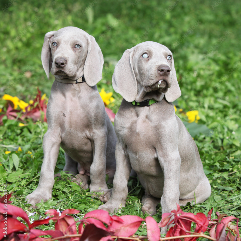 Beautiful puppies of Weimaraner Vorsterhund with flowers and leaves