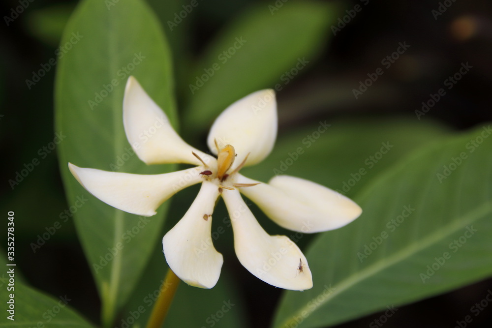 A white flower of Catunaregam tomentosa is blooming and dark blur leaves background in nature, Thailand. A white flower of Catunaregam tomentosa is blooming and dark blur leaves background in nature, Thailand.