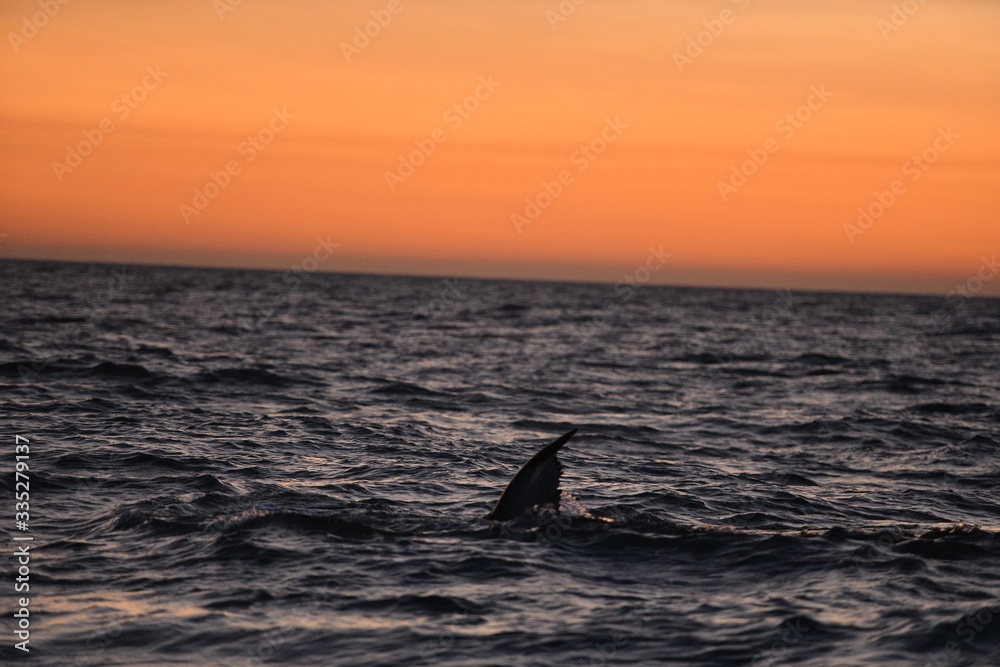 Fototapeta premium whale in the sea, iceland