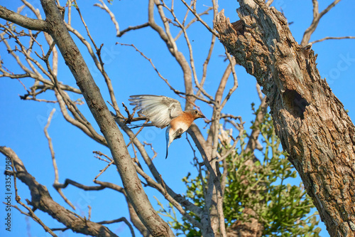 Female Eastern Bluebird (Sialia sialis) iwiht full wings spread aproching nesting hole for landing in Texas photo