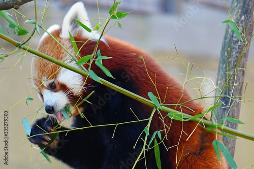 View of a Red Panda (Ailurus fulgens) in an outdoor park photo