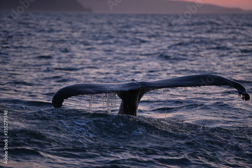 whale in the sea, iceland