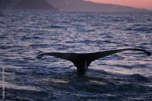 whale in the sea, iceland © Anton Rostovsky