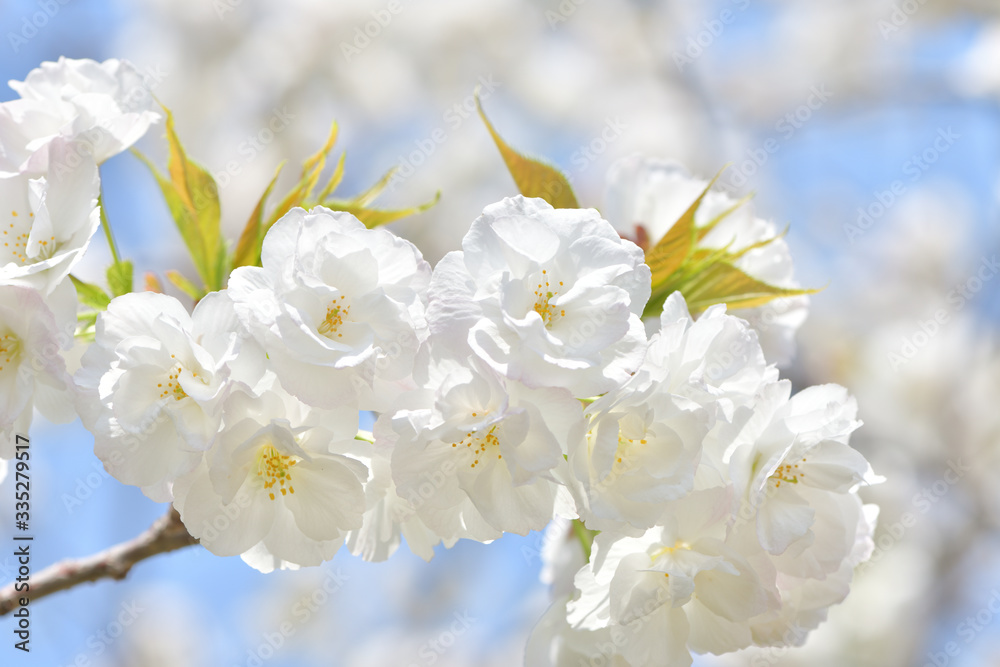 ウエディグブーみたいなふんわり優しい桜の花