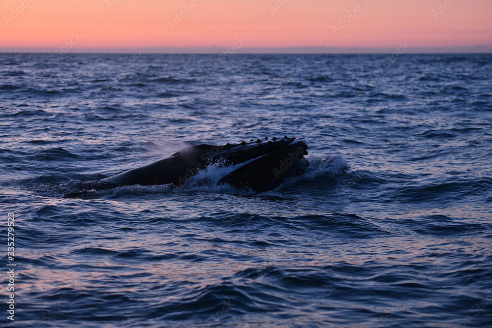 Fototapeta premium whale in the sea, iceland