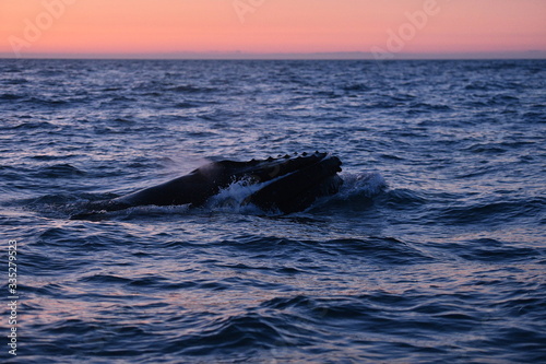whale in the sea, iceland