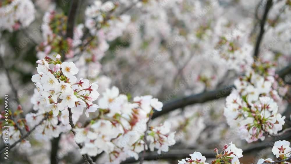 春風に揺れる桜の花のクローズアップ。 春風に揺れる桜の花のクローズアップ。