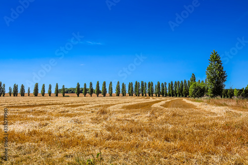 Landscape with cypresses. Straight road, cypresses, yellow fields and blue sky