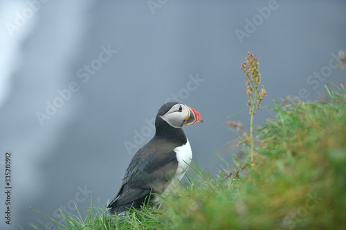puffin on a cliff © Anton Rostovsky