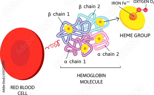 vector Medical icon erythrocyte red blood cell. hemoglobin molecule photo