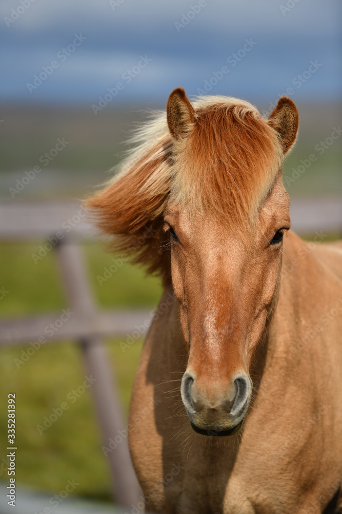 Fototapeta premium portrait of a horse