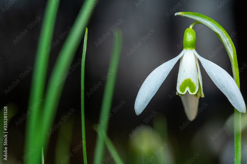 Snowdrops growing in early spring Snowdrops growing in early spring