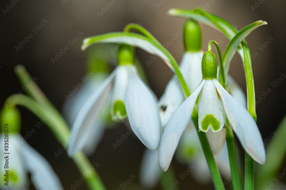 Snowdrops growing in early spring Snowdrops growing in early spring