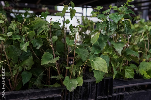 garden plants ready for season and sale, greens and vegetables