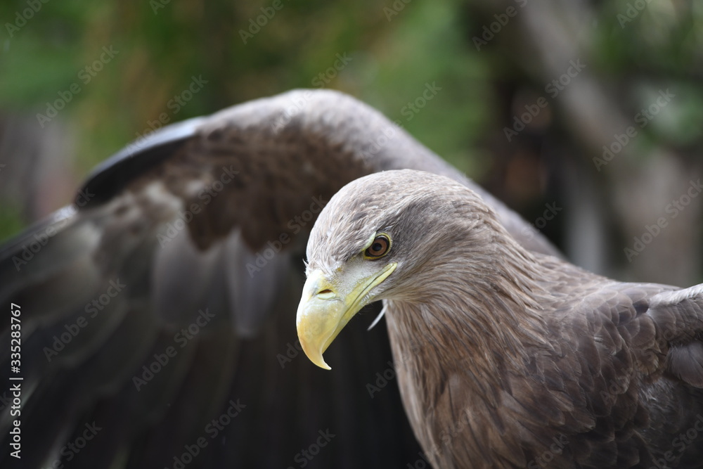 Fototapeta premium portrait of a bald eagle