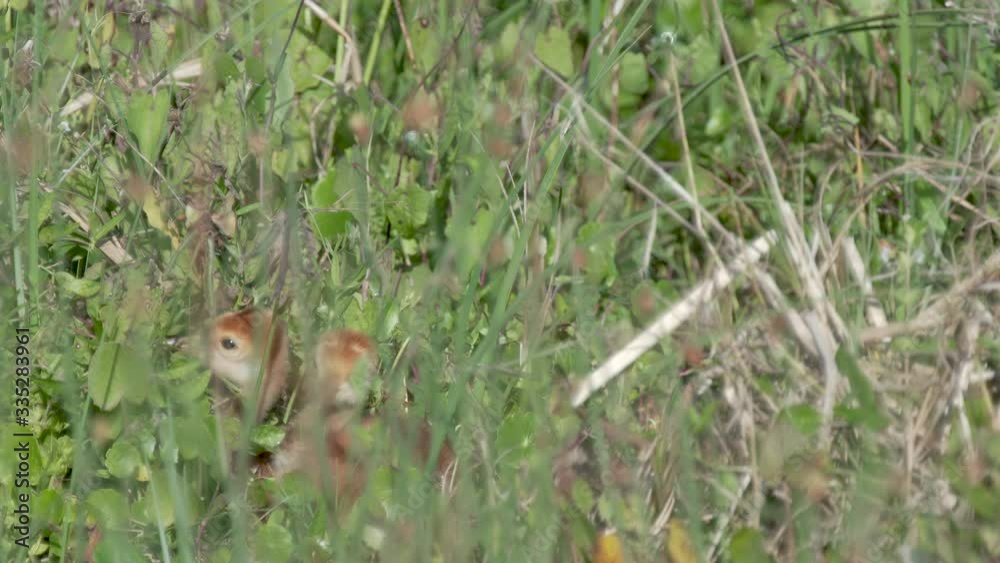Two cute sandhill crane chicks cuddle in the Orlando wetlands Florida Two cute sandhill crane chicks cuddle in the Orlando wetlands Florida