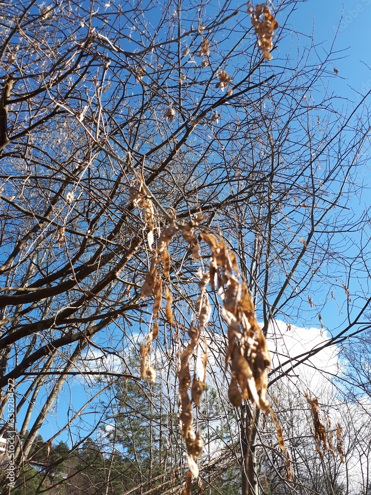 Tree branches against the blue sky - Bekkelaget Tree branches against the blue sky - Bekkelaget