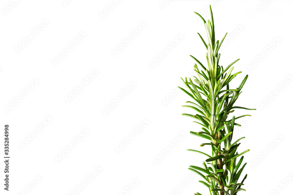 Close up of beautiful fresh green rosemary isolated on white background. Rosmarino. Aromatic herb
