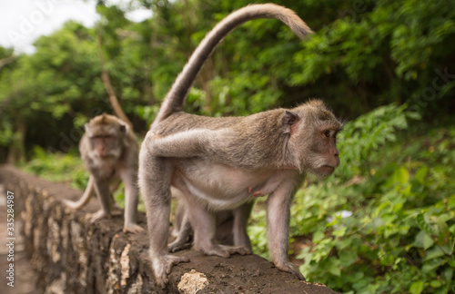 Several monkeys look funny in the frame.