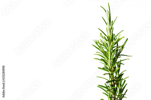 Close up of beautiful fresh green rosemary isolated on white background. Rosmarino. Aromatic herb 
