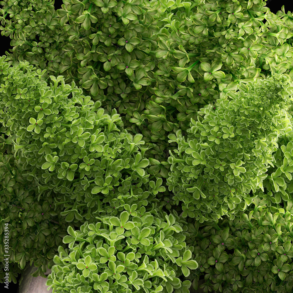 bouquet of green lilacs in a vase bouquet of green lilacs in a vase