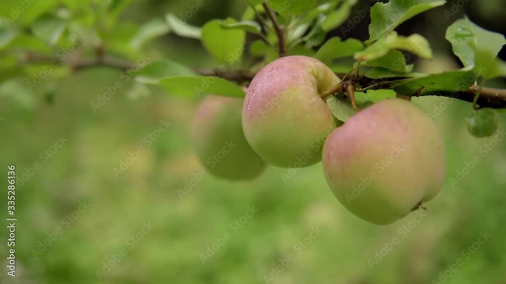 Apples close-up on a branch. Selective focus. Apples close-up on a branch. Selective focus.