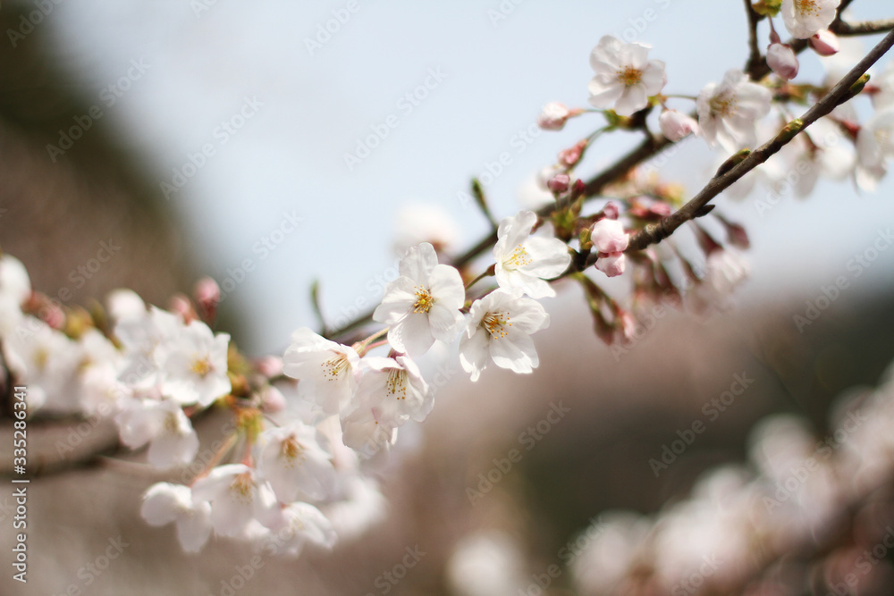 桜